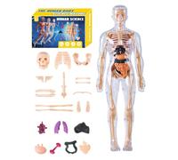 di Anatomia Per Bambini 3D - Montaggio Realistico Educativo | Modello anatomico del busto umano per ragazzi ragazze studenti insegnanti | Educatori scientifici homeschooling studenti