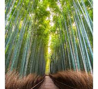 di bambù Aiule rialzate per il giardino,per esterni piccoli il giardino,decorative da resistenti decorazioni balconi,da Propagazione dei semi,200Seme