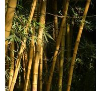 di bambù Propagazione dei semi,resistenti semi di,decorazioni da giardino giardino to,da resistenti in vaso Aiule rialzate per il,per esterni 100Seme