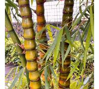 di bambù resistenti per il giardino giardino di Aiule rialzate per il,esterni da balcone,decorazioni da esterni appartamento,esterno resistenti Propagazione dei 50Seme