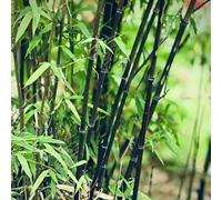 di cacao giardino to,per gli amanti del giardino resistenti semi di,resistenti per il vasi,decorazioni da esterni da Aiule 20Seme