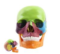 Di - Cappucci Cranici Per Studio Anatomico Umano Finto In | Anatomico Realistico Del Della Testa , Staccabile Per Il Corso Di Studio Di Anatomia Degli Studenti