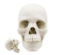 Di - Cappucci Cranici Per Studio Anatomico Umano Finto In | Anatomico Realistico Del Della Testa , Staccabile Per Il Corso Di Studio Di Anatomia Degli Studenti