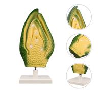 di cellula vegetale 3D per l'insegnamento della biologia Struttura