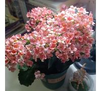 di ciliegio da colonnari decorative d'appartamentosemi di piccoli per il giardino da giardino resistentisemi 50semi