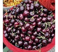 di ciliegio decorazioni da giardino per esternisemi di piccoli per il giardino da balconesemi coltivazione dei resistenti 150semi