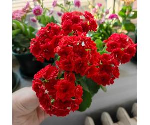 di ciliegio vaso per d'appartamento da colonnarisemi disemi biologici coltivazione dei resistenti nel giardino Colorato 80semi