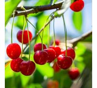 di ciliegio vaso per piccoli per il giardino decorazione del giardino da colonnari,resistenti al freddo decorazioni da esterni colonnarisemi 50semi