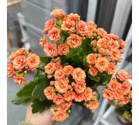 di ciliegio vaso persemi di da giardino resistenti da giardinosemi piccoli per il resistenti nel decorazione del in 250semi