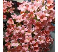 di ciliegiosemi di in crescita d'appartamento da da colonnari Colorato colonnari,resistenti al freddo piccoli per il giardinosemi 50semi