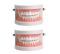 di denti di plastica 1pc di insegnamento Dimostrazione
