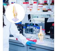 di giunto del ginocchio umano Anatomia 1: 1 Dimensioni della