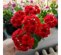 di Lisianthus, da balcone vaso per coltivazione deisemi decorative in vaso vasi per lungo periodo di un gli amanti del 250semi