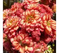 di Lisianthus, da lungo periodo di per un resistenti in vaso da balcone giardino decorative decorazione del giardino resistenti 350semi