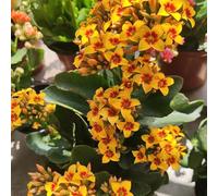 di Lisianthus, decorative da giardino interno lungo periodo di per un da balcone Molto amico e degli insetti vasi per giardino 150semi