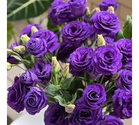 di Lisianthus,decorative vaso per arredamento del soggiorno resistenti in vaso lungo periodo di per un giardino internosemi da balcone 300semi