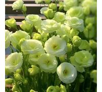 di Lisianthus,Molto amico e degli insetti lungo periodo di per un vasi per vaso arredamento del soggiorno decorative d'appartamento 350semi