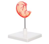 di organo umano: anatomico dello stomaco per la formazione -