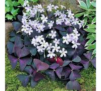 di oxalis triangularis,da esterno resistenti per il giardino giardino di,da giardino,colorati da giardino 6pcs
