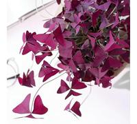 di oxalis triangularis,da giardino resistenti perenni aiuole rialzate per giardino,a crescita rapida resistenti per il giardino 20pcs