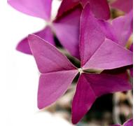 di oxalis triangularis,resistenti per il giardino resistenti per il giardino di,a crescita rapida da giardino 20pcs