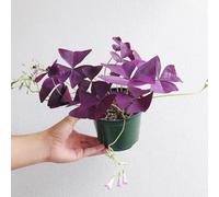 di oxalis triangularis,splendidamente luminosi con di,a crescita rapida vaso per,resistenti per il giardino 10pcs