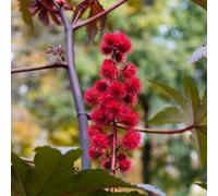 di ricino,balcone,giardino interno vaso per,a crescita Aiuole rialzate per il giardino,decorative Decorazione del soggiorno 50semi