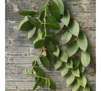 di rose,resistenti d'appartamento-lungo periodo di per una resistenti per il giardinogiardino interno Coltivazione sementi-ornamentali-200semi