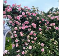 di rose,resistenti d'appartamento-lungo periodo di per una Semi recisi-Molto apprezzati e insetti Coltivazione 350semi