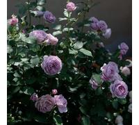di rose,resistenti d'appartamento-lungo periodo di per una Semi recisi-Molto apprezzati e insetti giardino-insoliti giardino 400semi