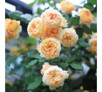 di rose,resistenti e sul balcone d'appartamento-lungo periodo di per una vaso per-luminosi con decorative giardino 450semi