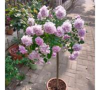 di rose,resistenti e sul balcone per il giardino:una in vaso resistenti,adatte all'esterno.di semi-450semi