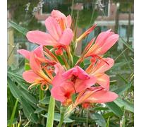 di rose,resistenti e sul balcone resistenti,adatte all'esterno.di semi-decorazione per davanzale per il giardino:una 450semi