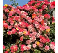 di rose,resistenti giardino resistenti-vasi d'appartamento-lungo periodo di per una per il giardino:una in vaso 350semi