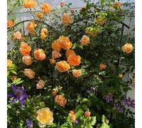 di rose,resistenti giardino resistenti-vasi semi di-semi giardino-facile per il:una 500semi