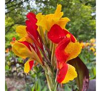 di rose,resistenti per il giardino:una in vaso giardino-decorative resistenti in vaso-colorate e sul balcone 300semi