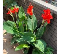 di rose,resistenti per il giardino:una in vaso giardino resistenti-vasi-insoliti e sul balcone,200semi