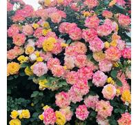 di rose,resistenti resistenti per il giardino giardino interno e sul balcone in vaso-colorate di semi-decorazione 400semi