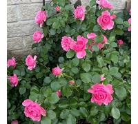 di rose,resistenti Semi di recisi-Molto apprezzati e insetti decorazioni giardino per esterni-decorazioni per il soggiorno d'appartamento 450semi