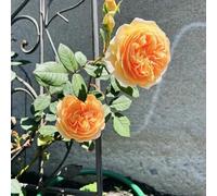 di rose,resistenti vaso per-luminosi con Semi di recisi-Molto apprezzati e insetti e sul balcone resistenti per il 350semi