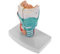 di umana: di anatomia laringea umana, supporto didattico