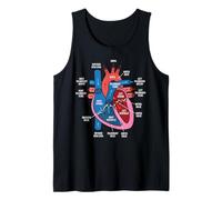 Diagramma di Anatomia del Cuore Studio di biologia del Sistema cardiovascolare Canotta