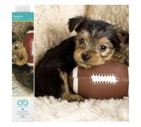 DIAMOND DOTZ Hund Squares DQ8 - Kit Intermedio, Motivo: Cucciolo, 41 x 31 cm