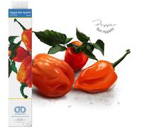 DIAMOND DOTZ Pittura, Kit Intermedio DD5, Tela, Pepe Bon Appetit, 30.5 x 30.5cm