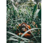 Diamond Painting Animale Diamond Painting Kit Completo, Scimpanzé Pittura Diamante Adulti Fai da Te 5D Round Diamantini Crystal Art Ricamo a Punto Croce Artigianale, Decorazione Casa 20x30cm z-2934