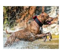 Diamond Painting Cane Pitbull,Diamond Painting Kit Completo,5D Fai Da Te Pittura Diamante Bambini Adulti Strass Ricamo a Punto Croce per Soggiorno Camera da Letto Decorazione da Parete,90x110cm