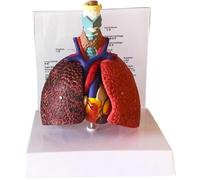 Dianzan Modello di Polmone Umano, Modello Anatomico del Respiratorio, Modello di Anatomia Laringea, Cuore E Polmoni per Studenti, Modello Didattico per Lo E Visualizzazione