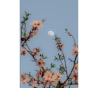 Diario luna entre almendros: Cuaderno de 120 páginas para escribir , soñar y crear