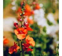 Diascia barberae - vaso semi di per semi di selvatici balcone interno primaverili rampicante 35pcs