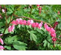 Dicentra spectabilis - Cuore di Maria | piante da giardino | bulbi estivi | MY PLANTIS